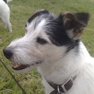 Our Jack Russell 'Murdoch' who lived to the age of 16 years, 8 months! We always make sure we carry fresh drinking water for our dogs when out and about.