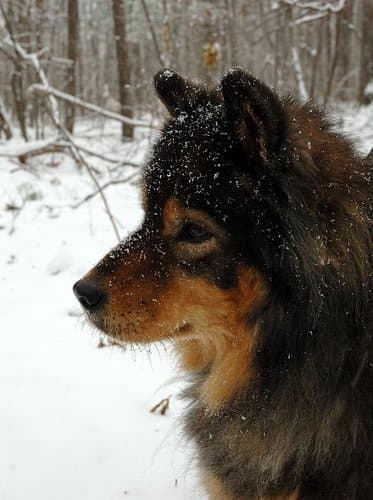 Determining is a mixed breed dog can be outside takes some common sense.