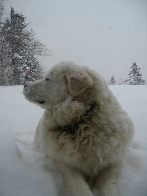 Livestock guard dog breeds similar to the Great Pyrenees were bred to be outside.