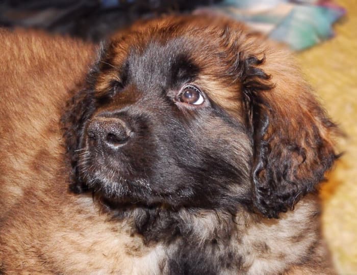 Puppies may be more seriously affected by leptospirosis than adults because they have immature immune systems.