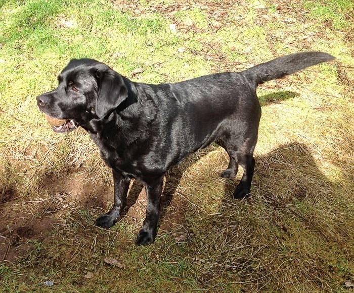 Some dogs love to retrieve balls or other items, but it's important that the items aren't thrown into stagnant water.