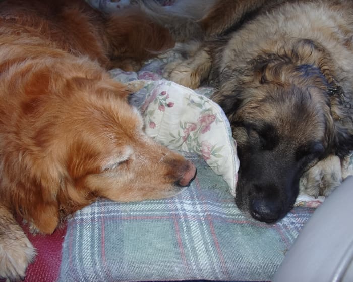 All of my dogs have enjoyed entering water, so I've always had to be careful about where I let them swim. Here they are sleeping after a day of swimming and hiking.