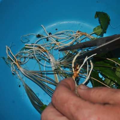 Trimming the roots from plants we are dividing for use in other aquariums