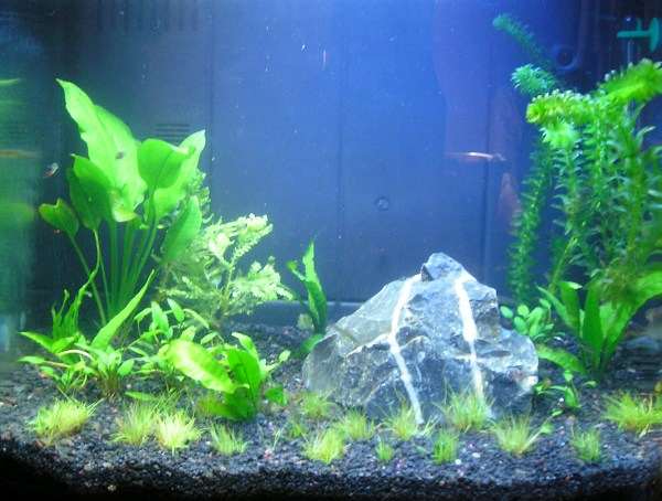 The aquarium soon after adding the fish.