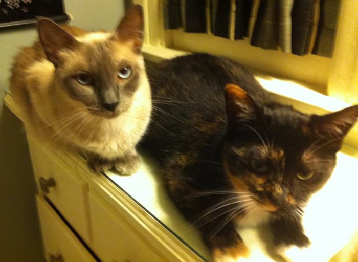 These two cats hated one another when they first met, but now they are close friends.
