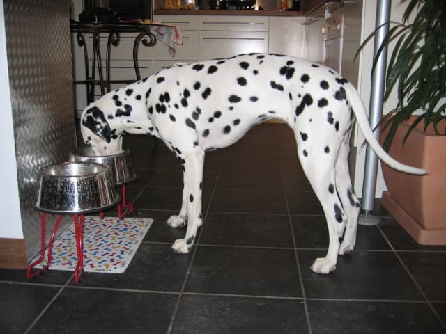 Sometimes dogs can develop food allergies