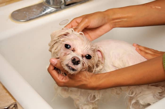 Washing a dog with medicated shampoo may give him some relief