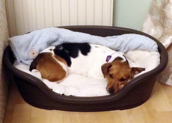 My dog Ellie in her hard-shell dog bed with soft fleece pillow and her much- loved blue blanket.