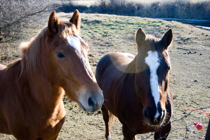 Top 5 Horse Breeds For Barrel Racing - PetHelpful