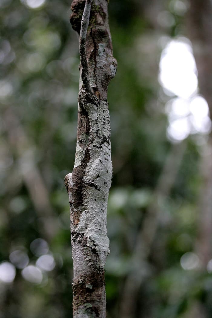 Моховой листохвост, An Uroplatus sikorae в лесном заповеднике Аналамазаотра, Мадагаскар