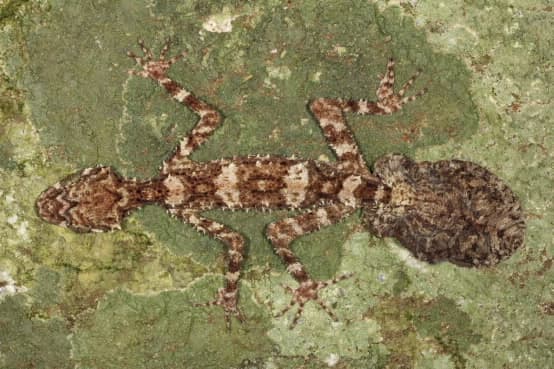 Мыс Мелвилл Листохвостый геккон