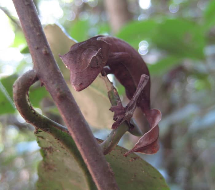 Uroplatus phantasticus (листохвостый геккон)