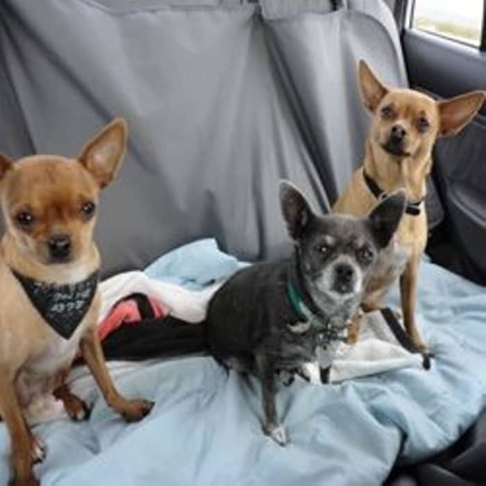 Louie "The Toothpick" Cujo (L), Sassafras "The Diva" Sassy (M) and "Crazy Boy" Champ The Chewin' Chihuahua (R)