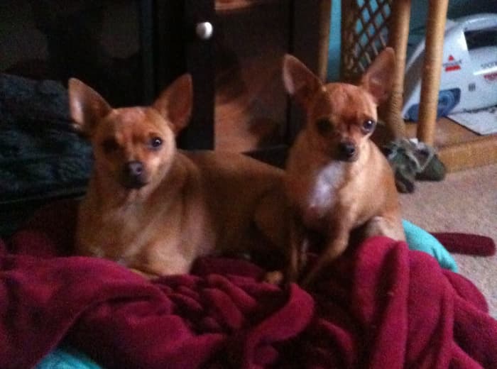 As much as they loved their new adventure, they were happy to be back home—there's no place like home.