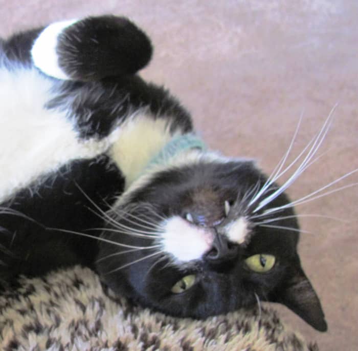 My elderly cat Shep has been giving kisses for years. He even tilts his head to the side. Aww, quit yer judgment!
