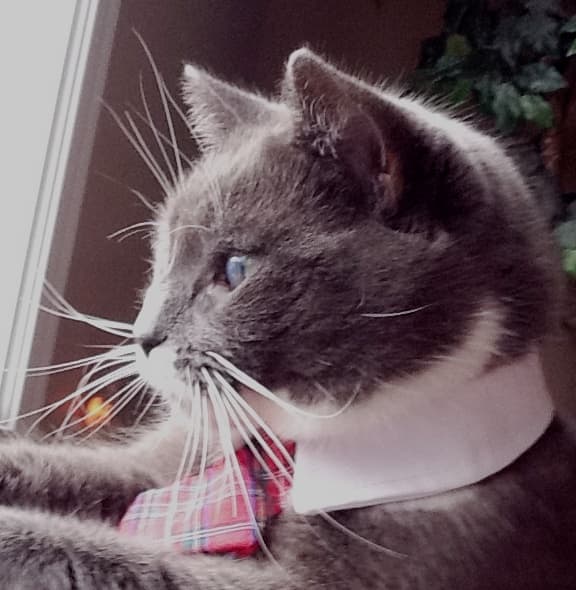 My cat, Bay Bay, was a stray (we call him a "volunteer"). As a deaf 7 month old kitten, he was found following people who were walking their dogs in my neighborhood. He is like a son to us.