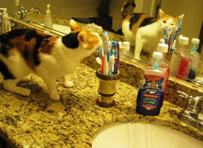 What fresh, minty breath! Stella gets the mackeral out of her teeth. Once we discovered her keen oral hygiene habits, we gave Stella her own set of toothbrushes.