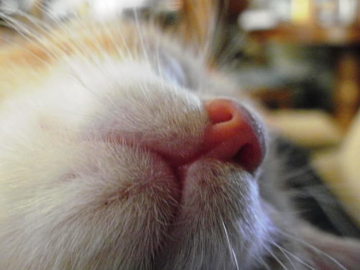 A kiss is worth a thousand purrs. The warmest hearts often have cold noses. Pucker up, puddytat!