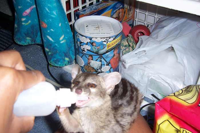 Why Do People Keep Exotic Pets? - PetHelpful