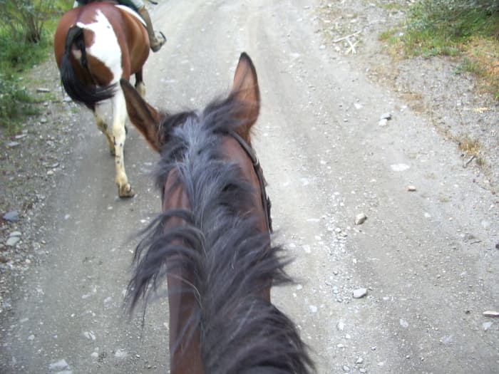 This horse has one ear back towards the rider, a sign that he is obediently paying attention to the rider, and staying aware of his surroundings. He is also traveling politely in a group.