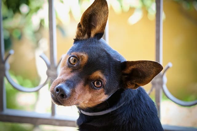 the-many-exercise-benefits-for-dogs-with-behavioral-problems