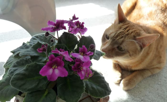 Some cats are just naturally curious about plants, so make sure the plants in your home are cat-safe. African Violets are non-toxic to cats.