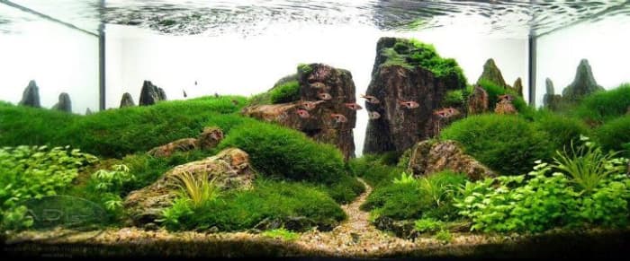 Adding plants to your aquarium can make it even more beautiful and some designs can get pretty elaborate.