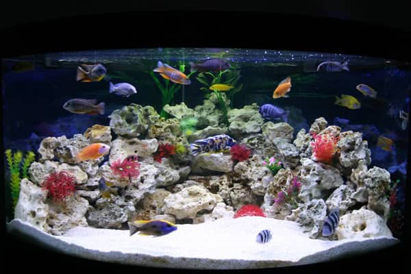 Cichlids are commonly bred in captivity and can give freshwater tanks the same color variety as their saltwater counterparts. some cichlids do grow very large and most prefer rocky structures.