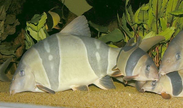 Clown Loaches can get 16 inches in length and require lots of swimming space and companions of the same species.