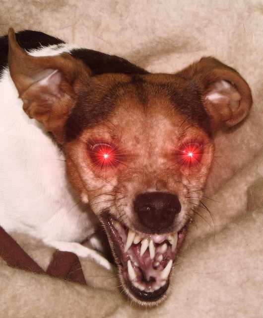 This photo is probably altered by Photoshop, as are a lot of "aggressive pit bull" pictures out there.