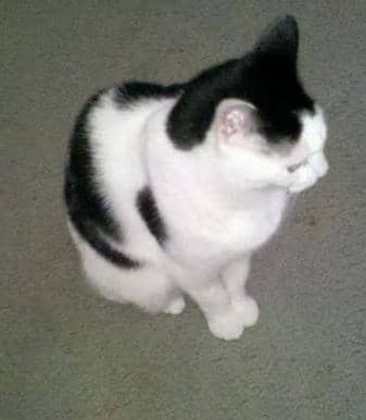 Sometimes you need something extra to break the flea cycle. Comfortis for cats might be the answer.