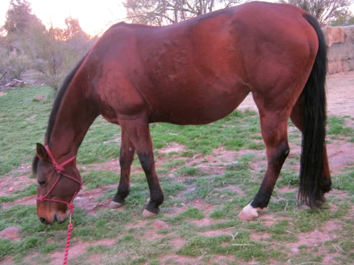 Zipping Cody Bertie enjoying the fringe benefits of being an expectant mama.