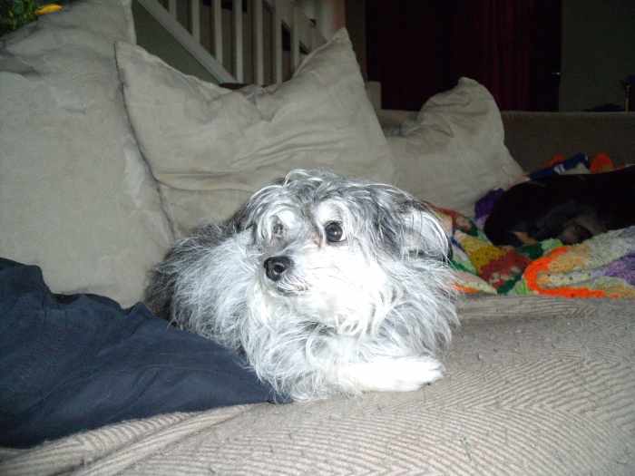 How to Cope With a Diabetic Dog PetHelpful