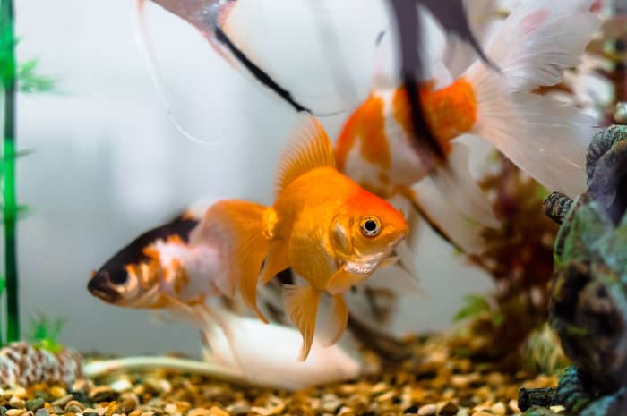 For kids, the loss of a pet, no matter the shape or size, can be heartbreaking. Kids who fed and cared for a small pet may worry they caused the death of the animal. Offer reassurance that some pets die no matter how well they are take of.