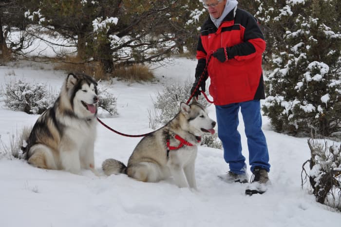 Exercise dogs no matter what time of year and eliminate destructive behaviors.