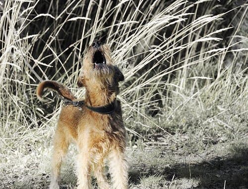 Barking and howling are considered destructive behaviors especially when done repetitively or without apparent reason.
