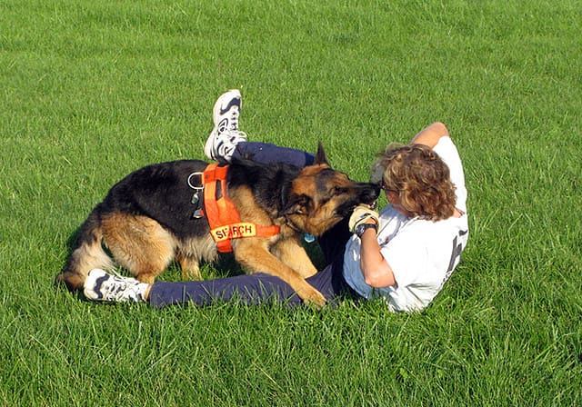 Some dogs like treats and some like to play ball, but this search-and-rescue dog likes to wrestle as a reward for doing his job.