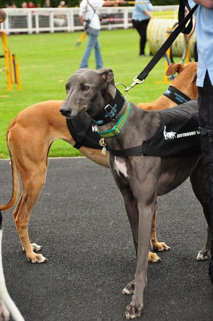 Although they are renowned athletes, Greyhounds are also world-class couch potatoes.