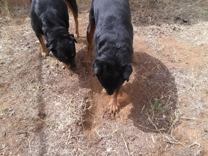Digging puts dogs at risk for inhaling the spores and getting Valley Fever.