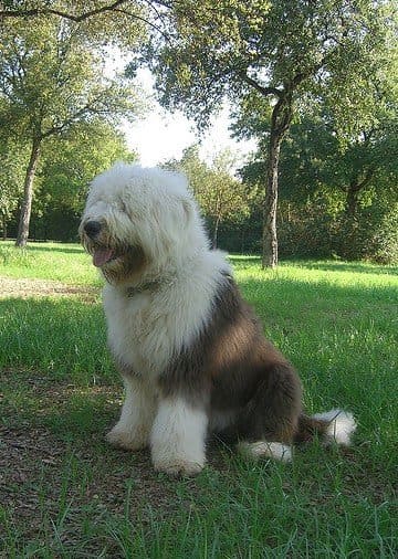 Old English Sheepdogs may be messy drinkers but they don't drool much.