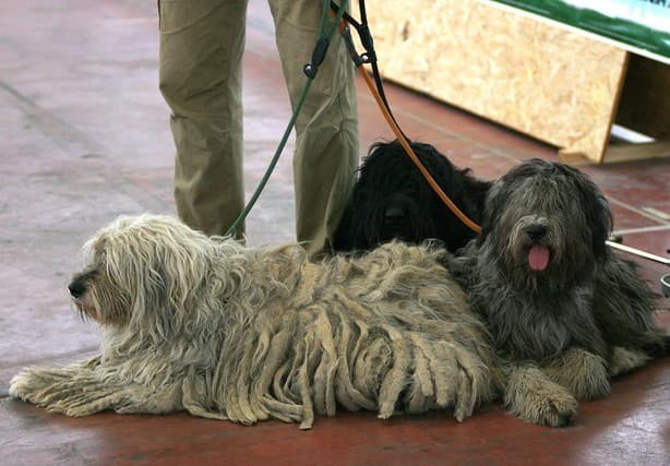 A group of Bergamascos, an Italian herding dog with a thick matted coat.