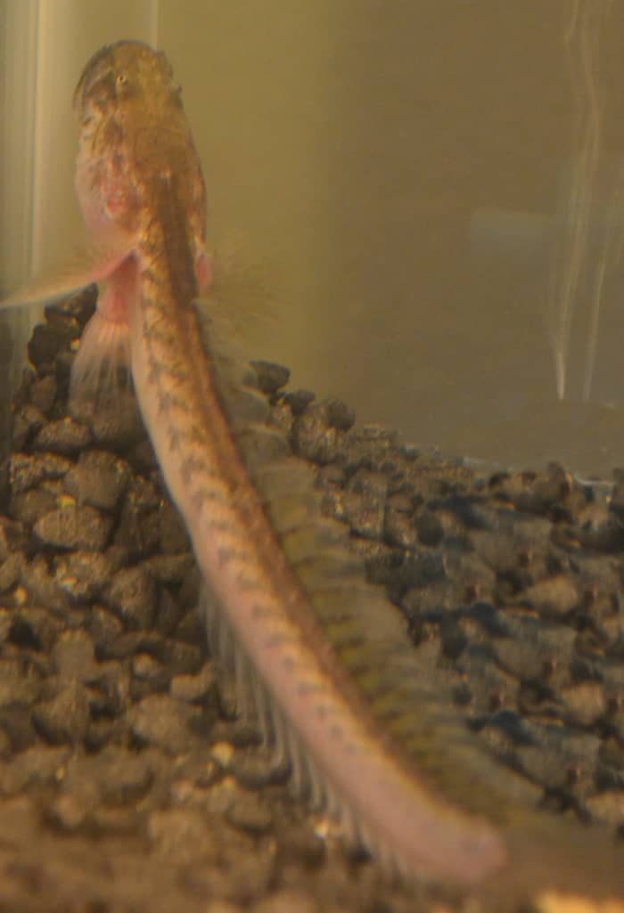 Rocks can cause injury to the Dragon Goby's delicate fins. This shot was taken before we added the sand to demonstrate how the fish lays on the rocks.