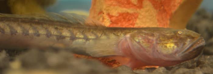 When well cared for and kept in brackish waters, Dragonfish can live for over 10 years!