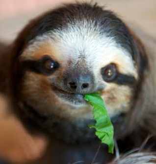 Pet Sloth: Legality, Feeding, and Housing Introduction - HubPages