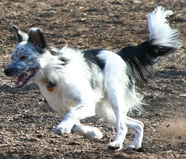 Border Collies have been developed for performance, and sometimes dogs look different than the norm.