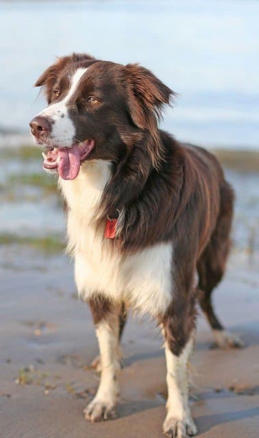 Most Border Collies are black and white, but not all of them.