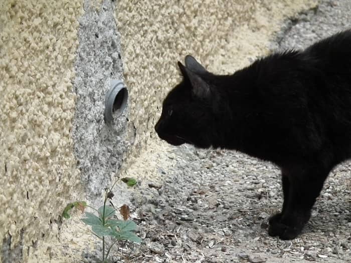 80 Badass Cat Names for Stealthy Female Cats - PetHelpful