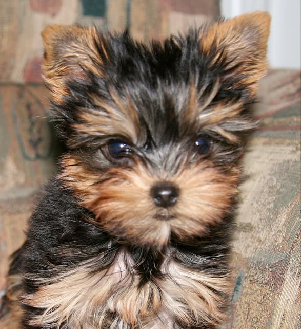 80+ Cool Dog Names for a Yorkie - PetHelpful