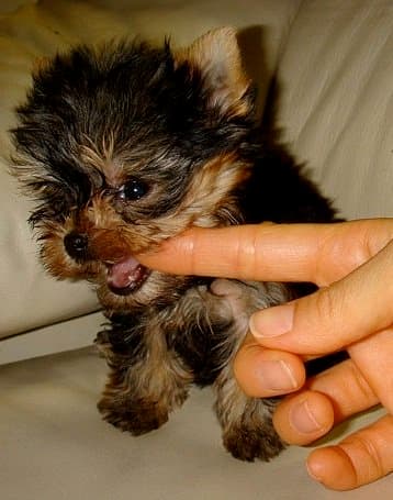 80+ Cool Dog Names for a Yorkie - PetHelpful