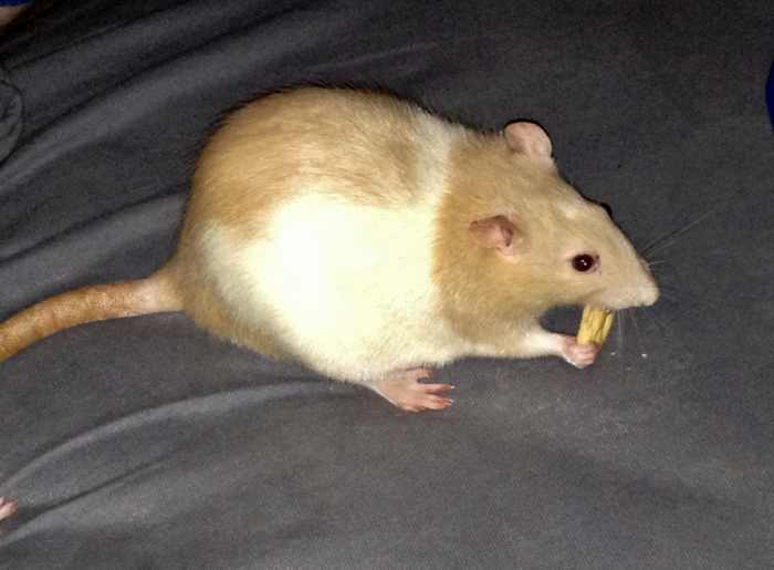 How to Keep Your Pet Rats Cool During Summer PetHelpful